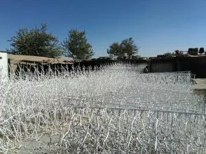 حفاظ شاخ گوزنی حفاظ شاخ گوزنی